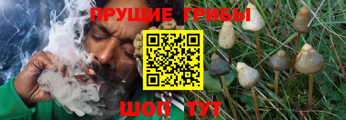 Галлюциногенные грибы GOLDEN TEACHER Всеволожск